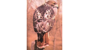 Red-tailed hawk in natural setting.