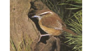 Brown bird with white stripe
