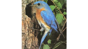 Vibrant bluebird against tree bark