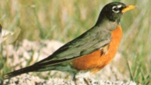 American robin with orange breast