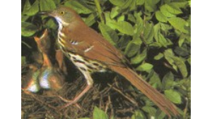 Brown bird perched near green leaves.