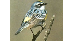 Small bird with blue and yellow feathers