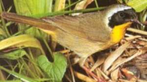Small bird with yellow throat among leaves