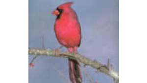 Cardinal sitting on tree branch