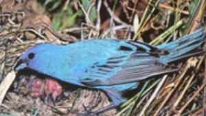 Bird tending nestlings in natural habitat