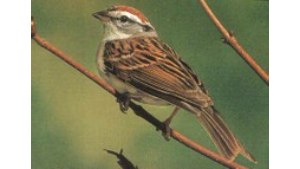 Small bird perched on a branch
