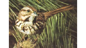 Bird with brown and white feathers