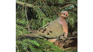 Dove resting in pine tree branches