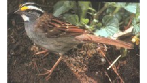 Brown bird in natural habitat