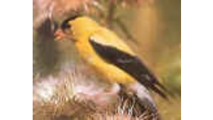 Bright yellow bird with black wings