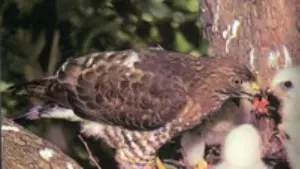 Bird of prey with young in nest