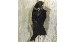 Black bird on textured wooden surface