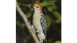 Woodpecker perched on a branch