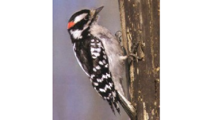 Woodpecker clinging to bark