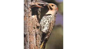 Woodpecker feeding young in tree cavity
