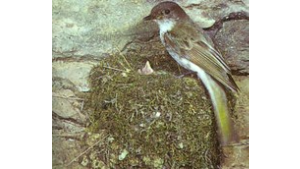 Bird perched on mossy nest
