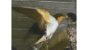 Bird feeding chick in nest