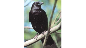 Black bird resting on a branch