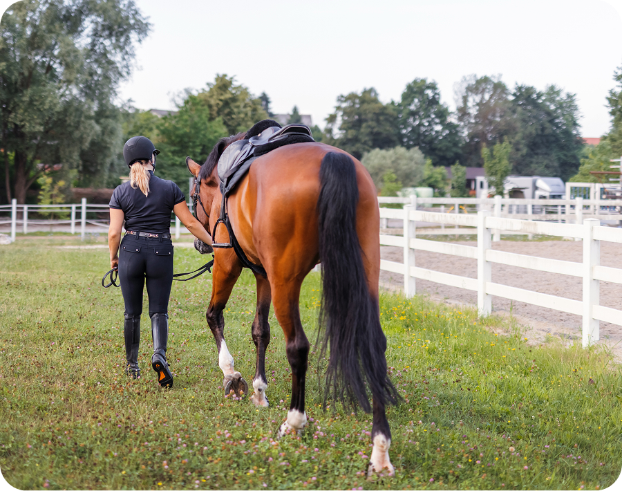 Person walking horse in paddock