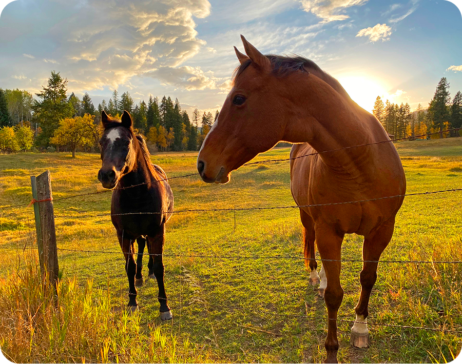 Scenic view with horses and sunset sky
