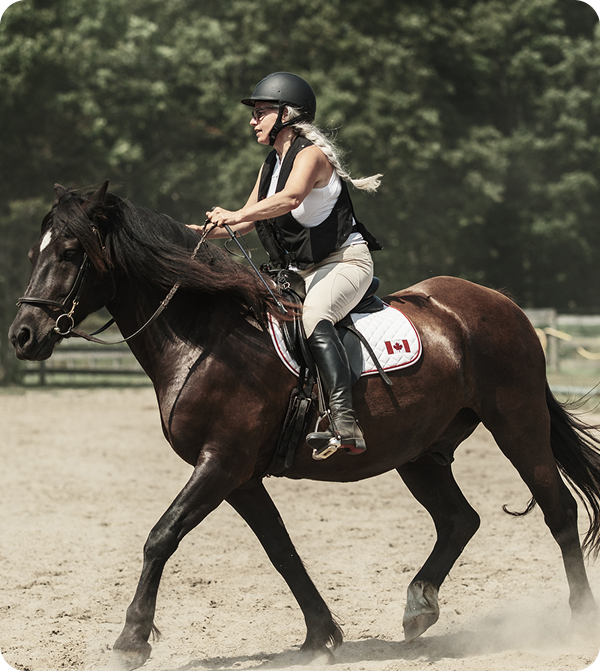 Equestrian riding horse in competition