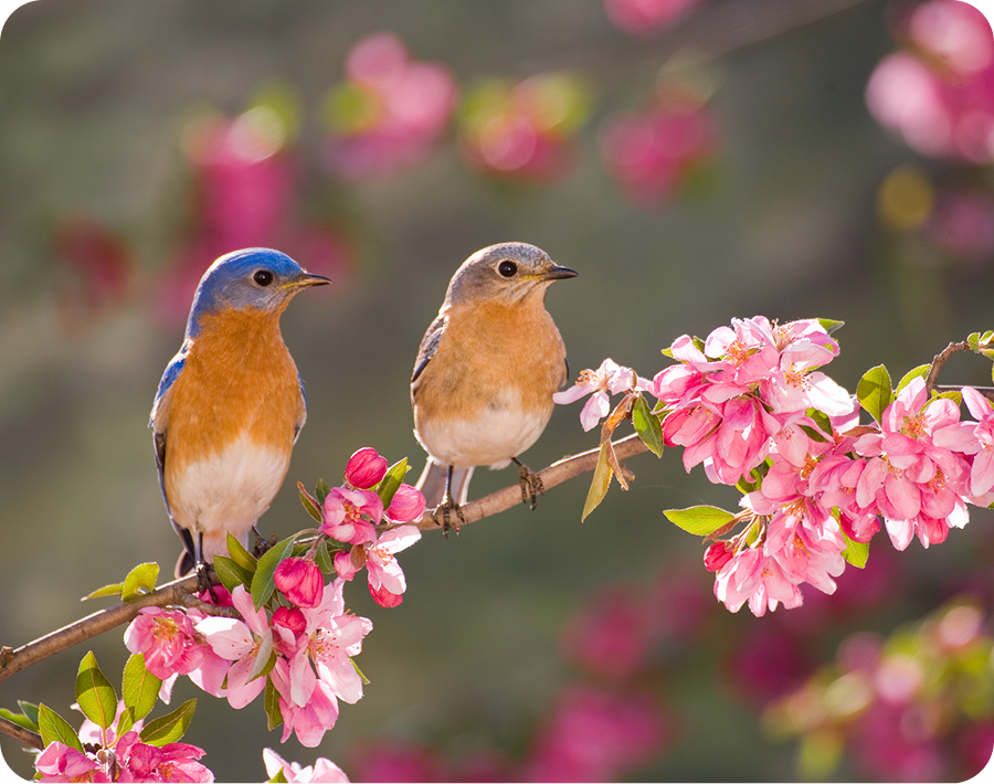 Two birds among pink blossoms