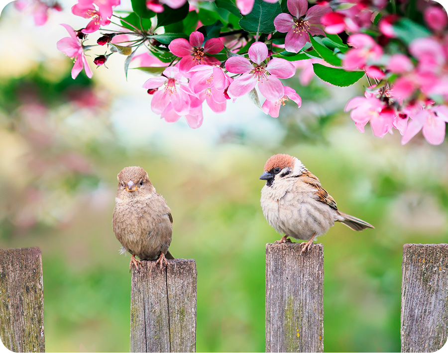 Sparrows on fence with pink blossoms