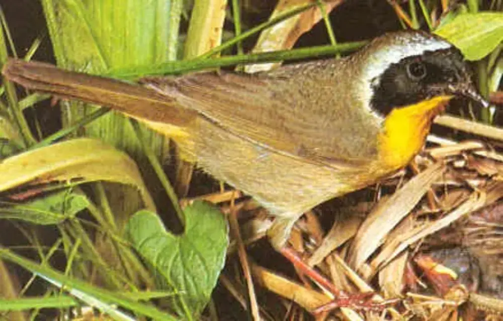 Colorful bird among grass and leaves