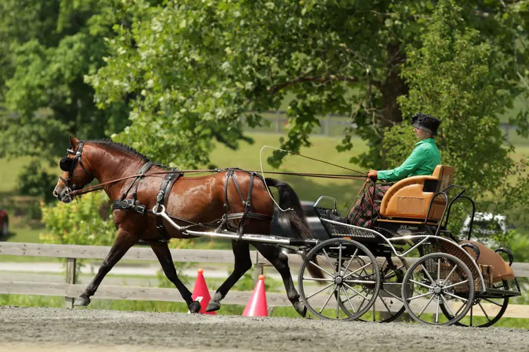 Driver in green jacket guiding horse