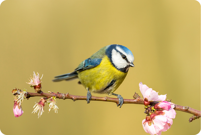 Small bird resting on pink flowers