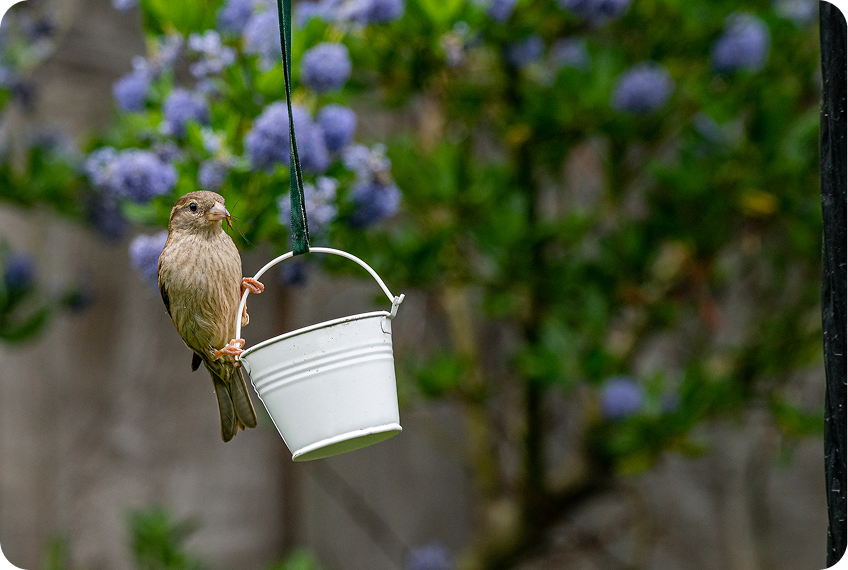 Bird perched on white bucket