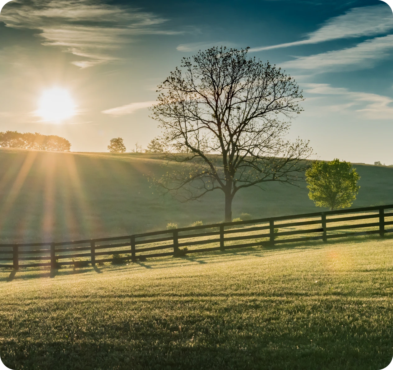 Tree silhouetted against morning sun