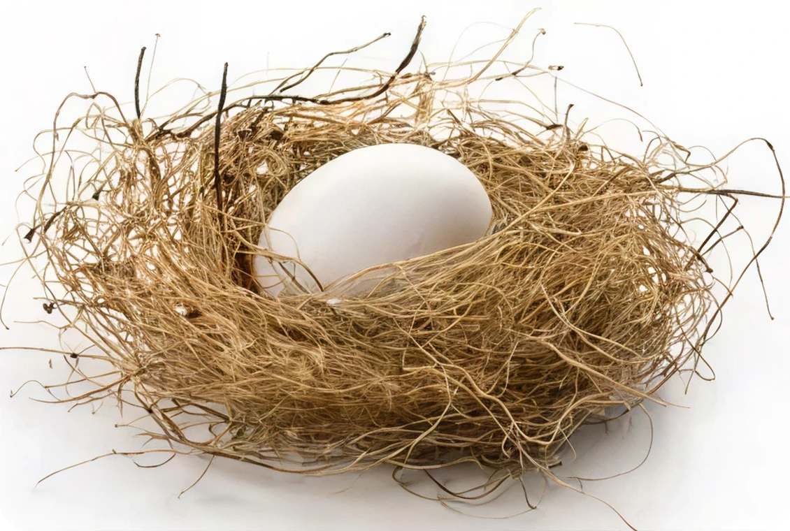 White egg in a bird's nest.