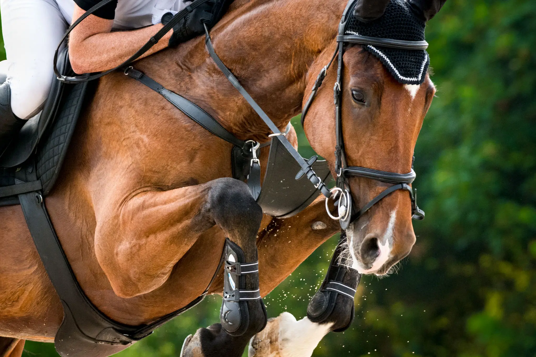 Show jumping horse and rider close-up