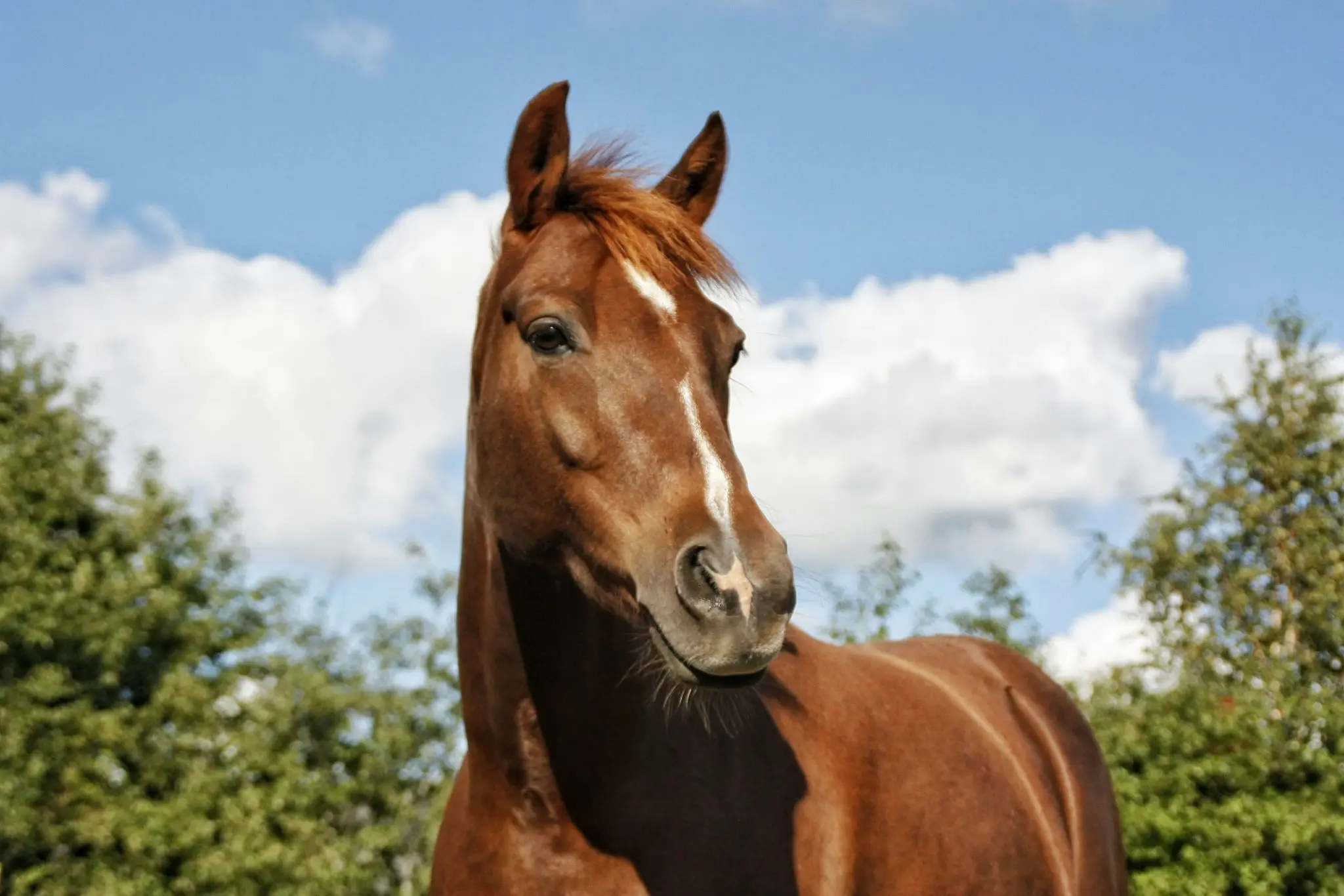 Chestnut horse with white blaze against sky