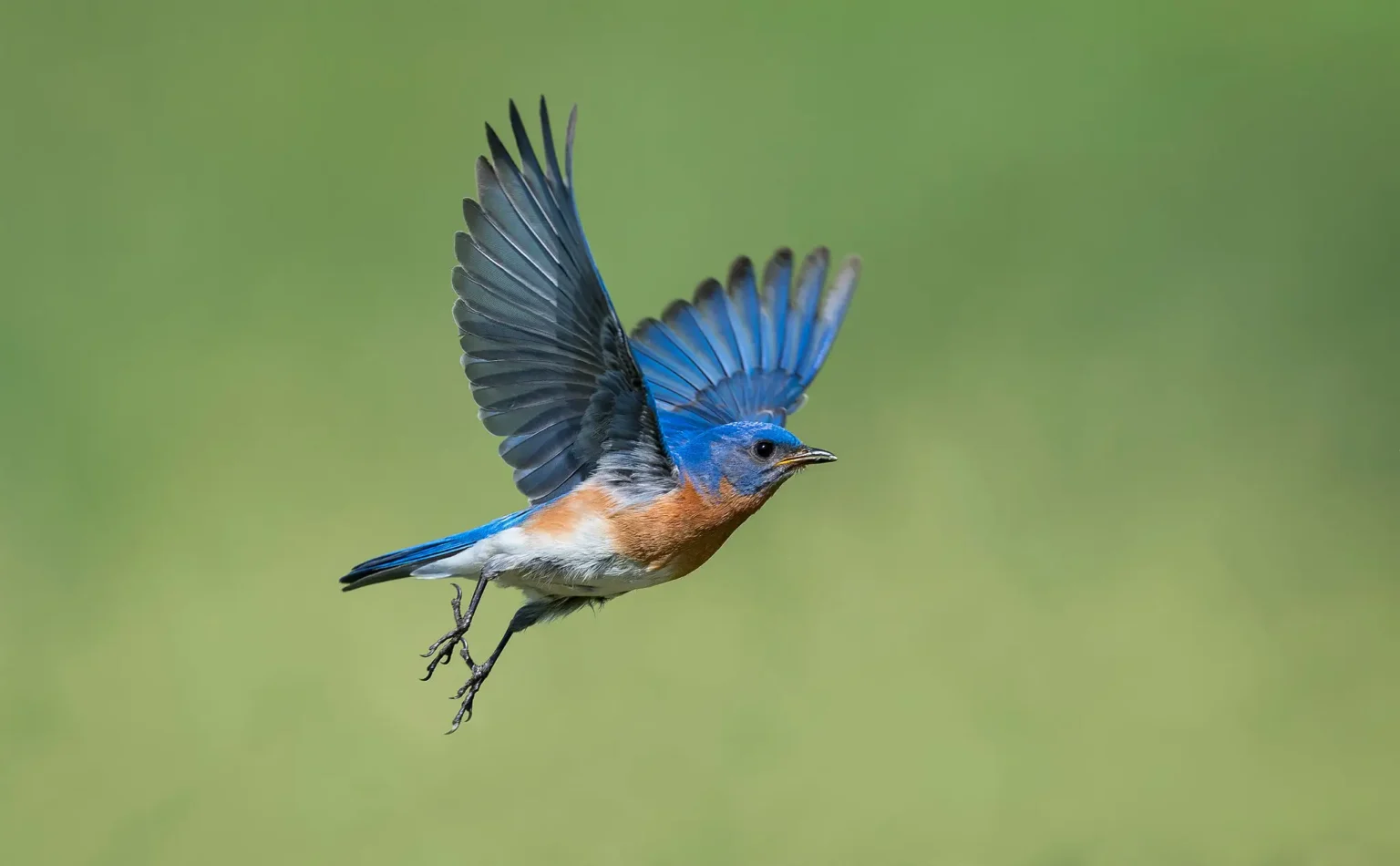 Bluebird in flight against green background