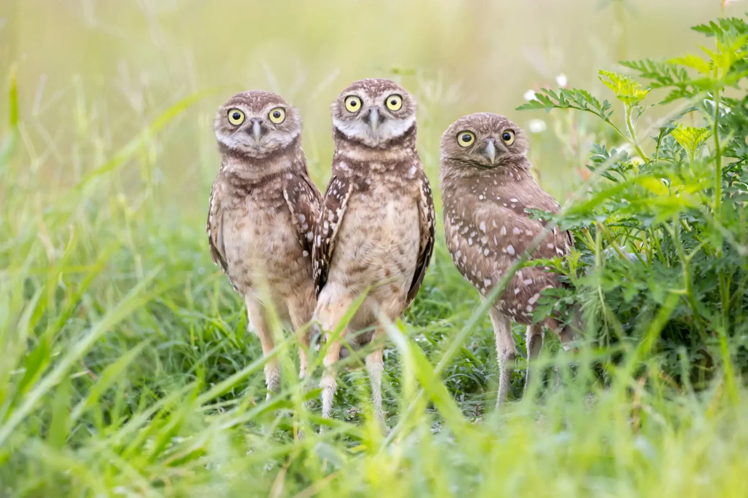 Three burrowing owls standing in green grass
