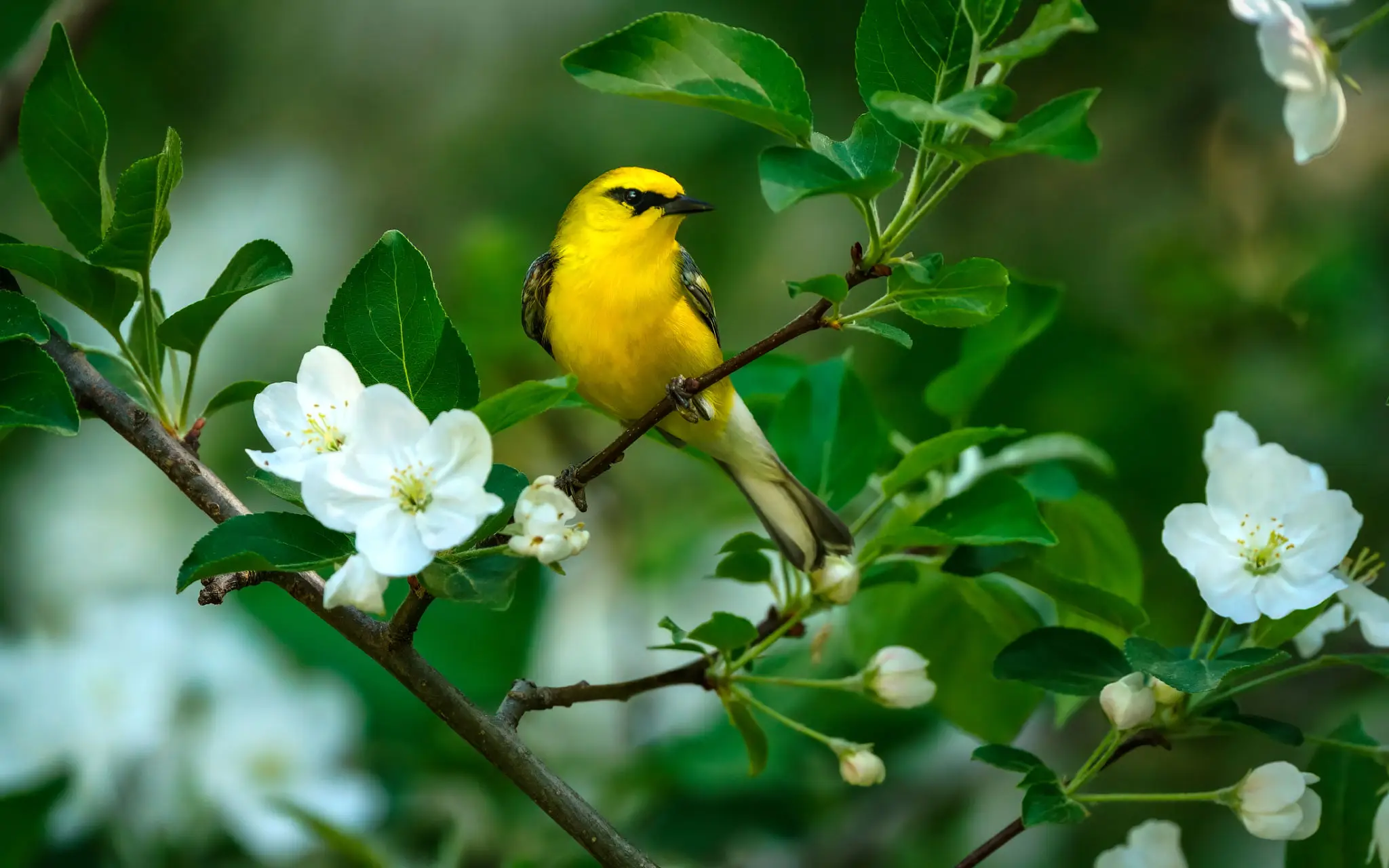 Yellow songbird perched on blossoming branch